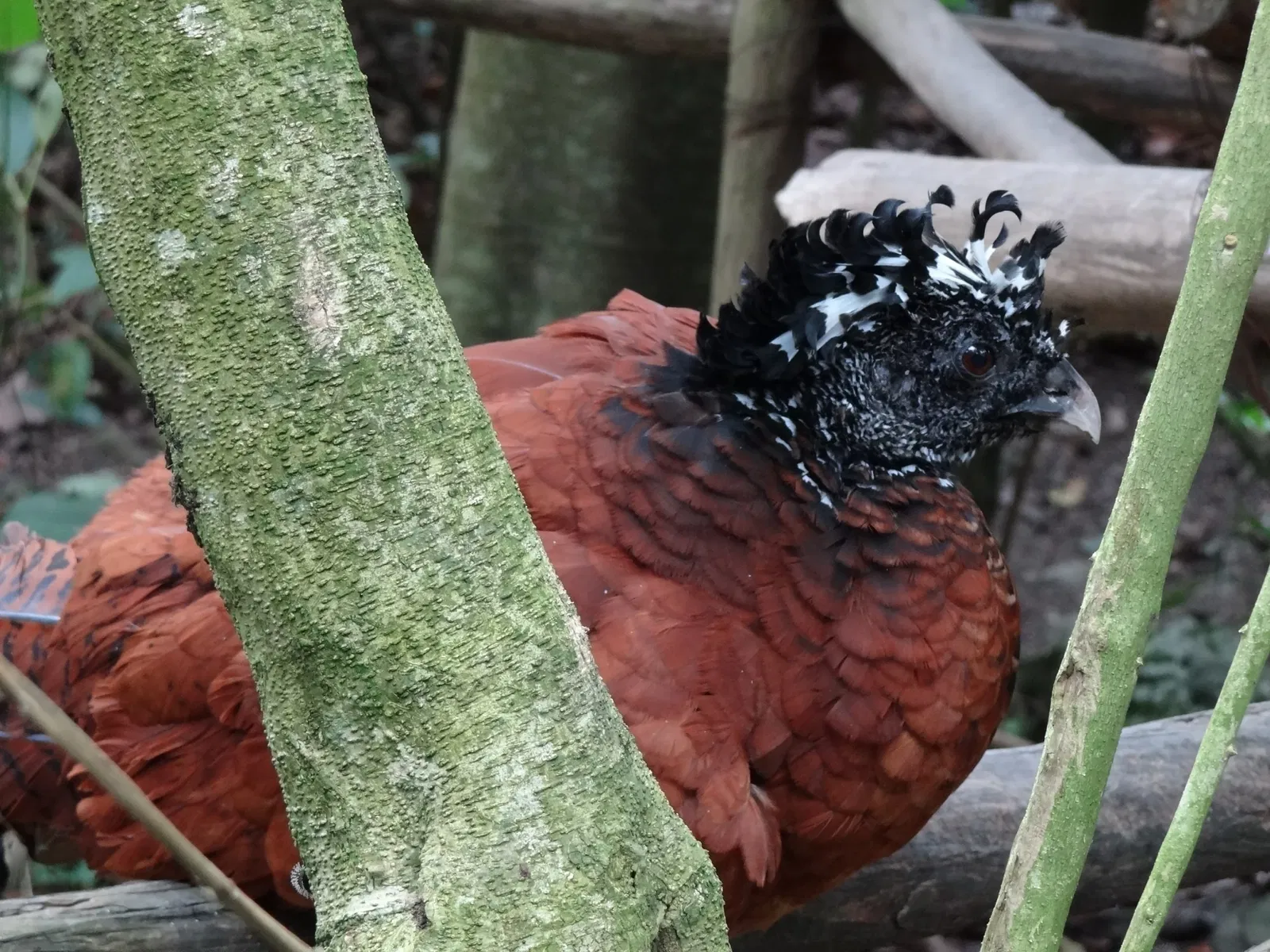 Zoológico Santacruz