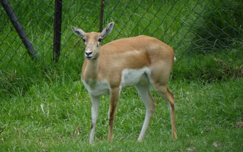 Zoológico Santacruz