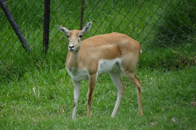 Zoológico Santacruz