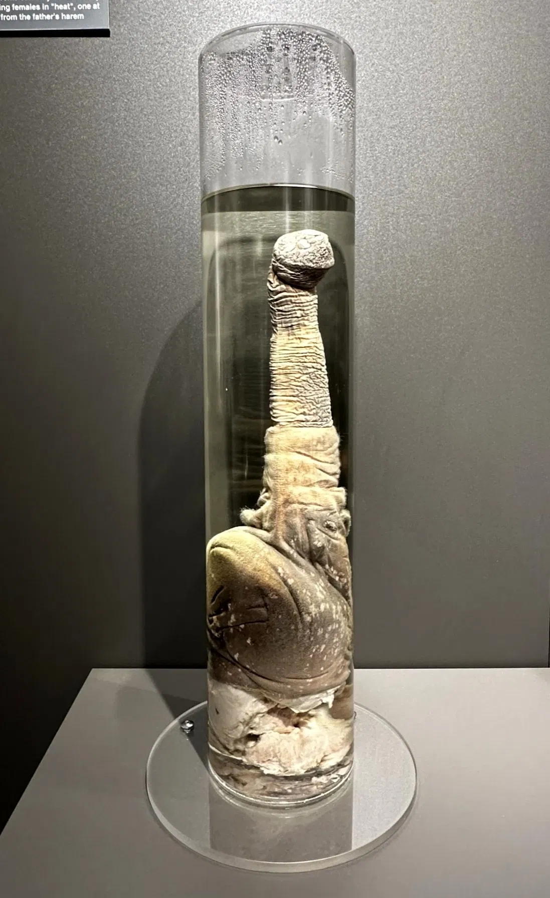 Musée phallologique islandais