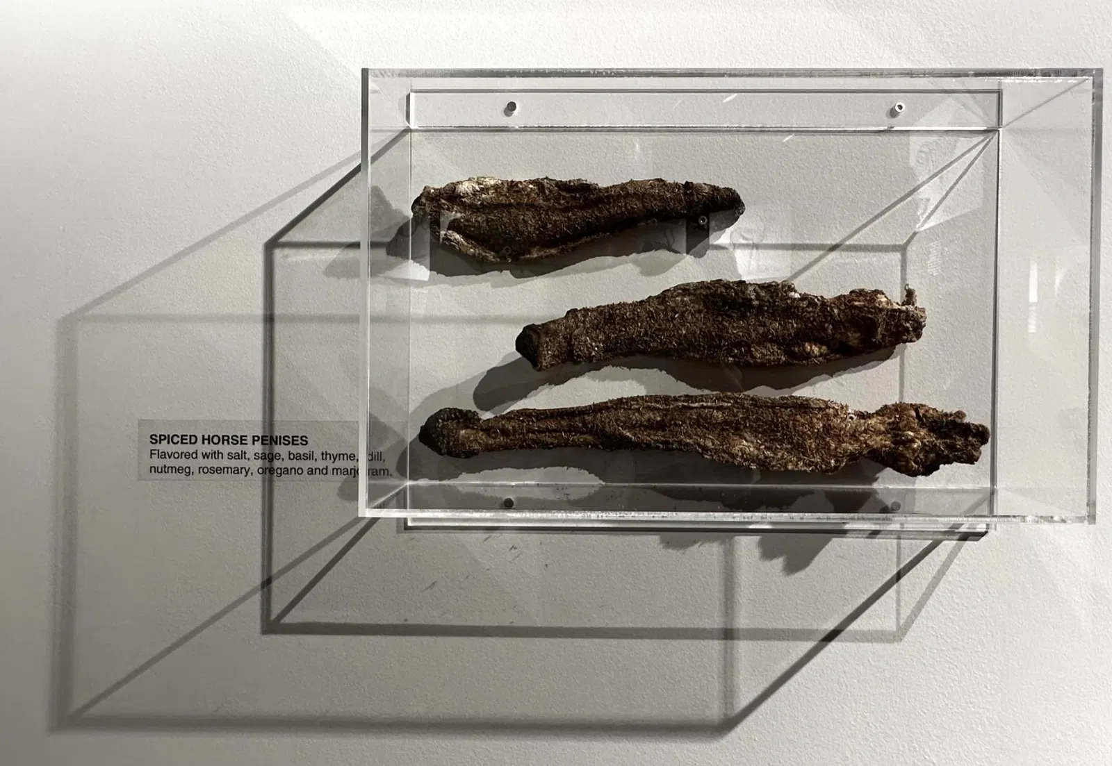 The Icelandic Phallological Museum