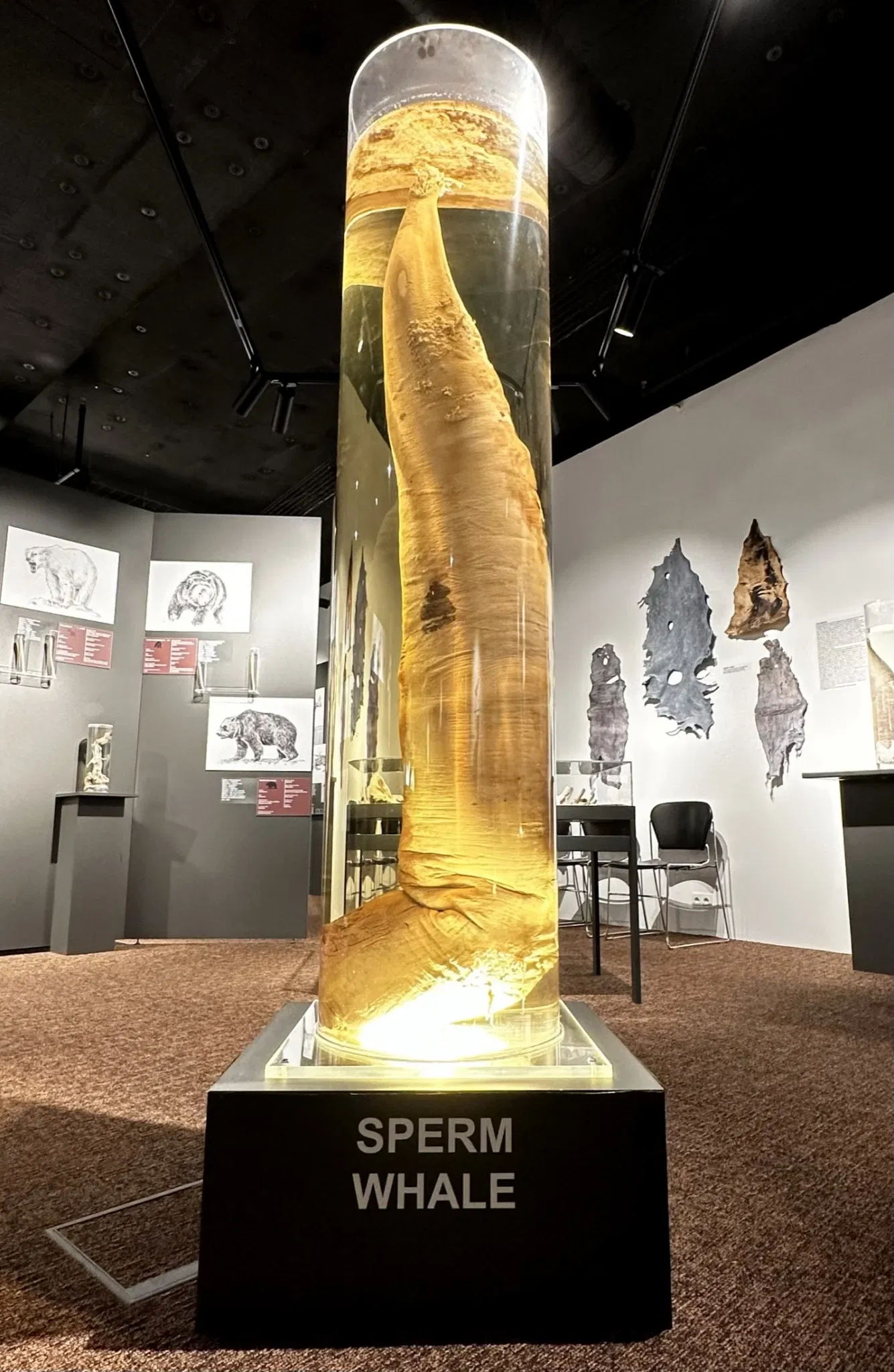 Museo fallologico islandese