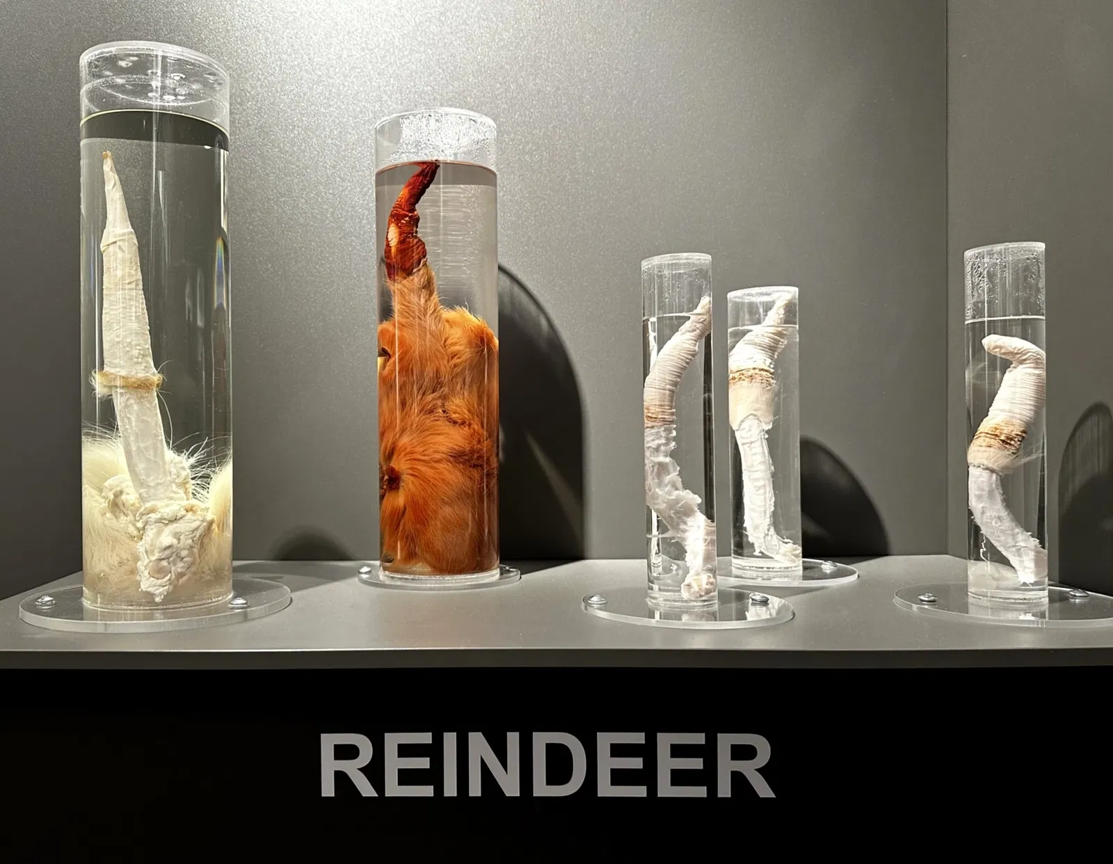 IJslands Fallusmuseum