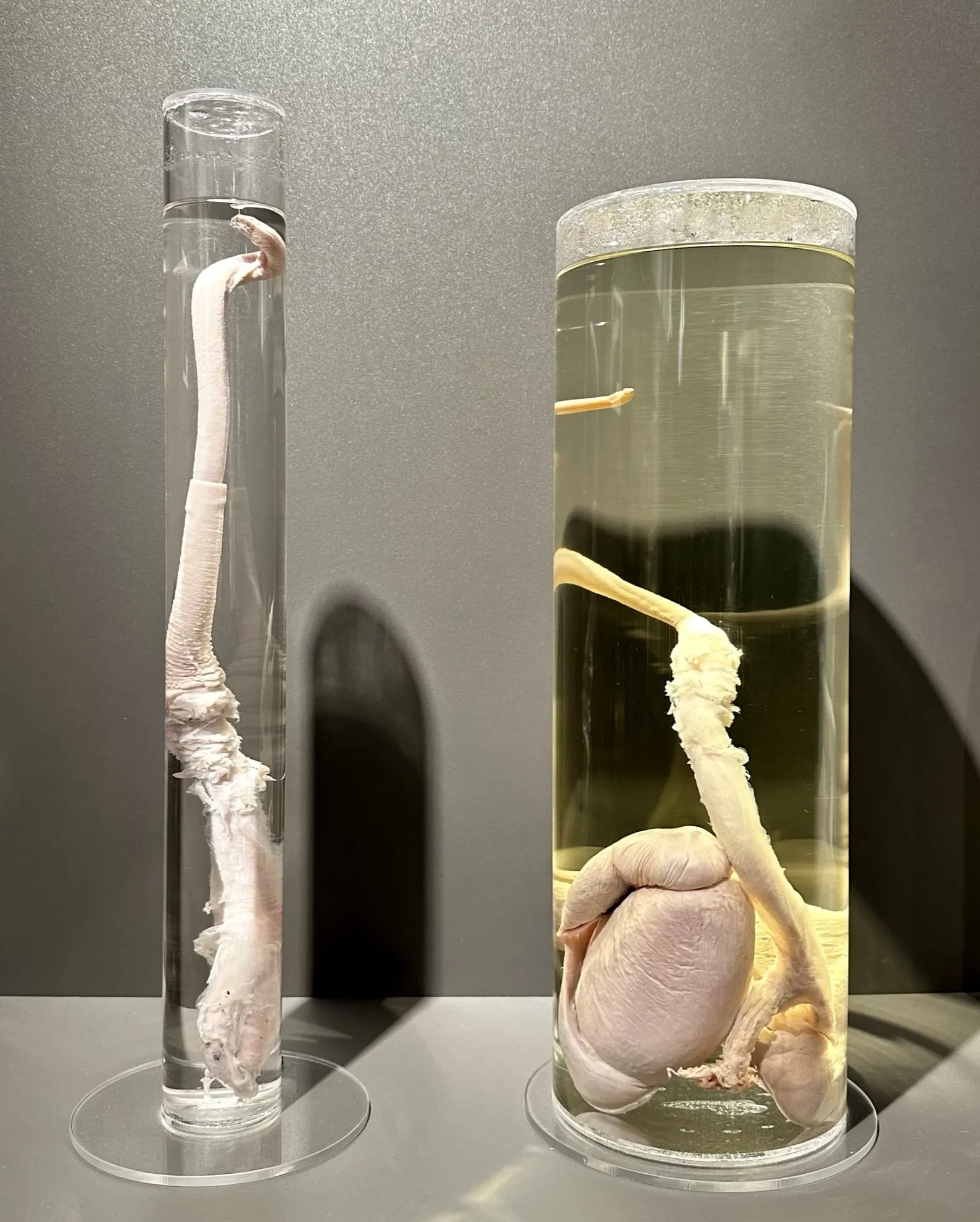 IJslands Fallusmuseum