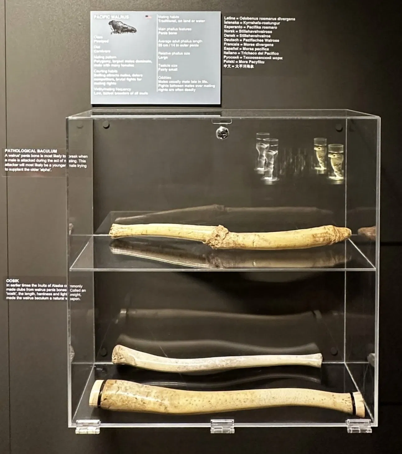 Museo fallologico islandese