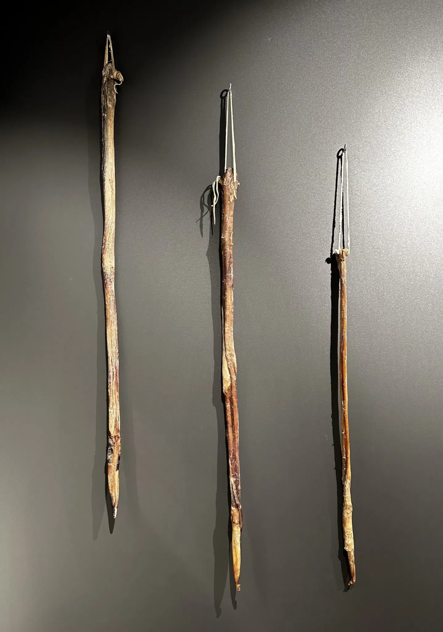 The Icelandic Phallological Museum