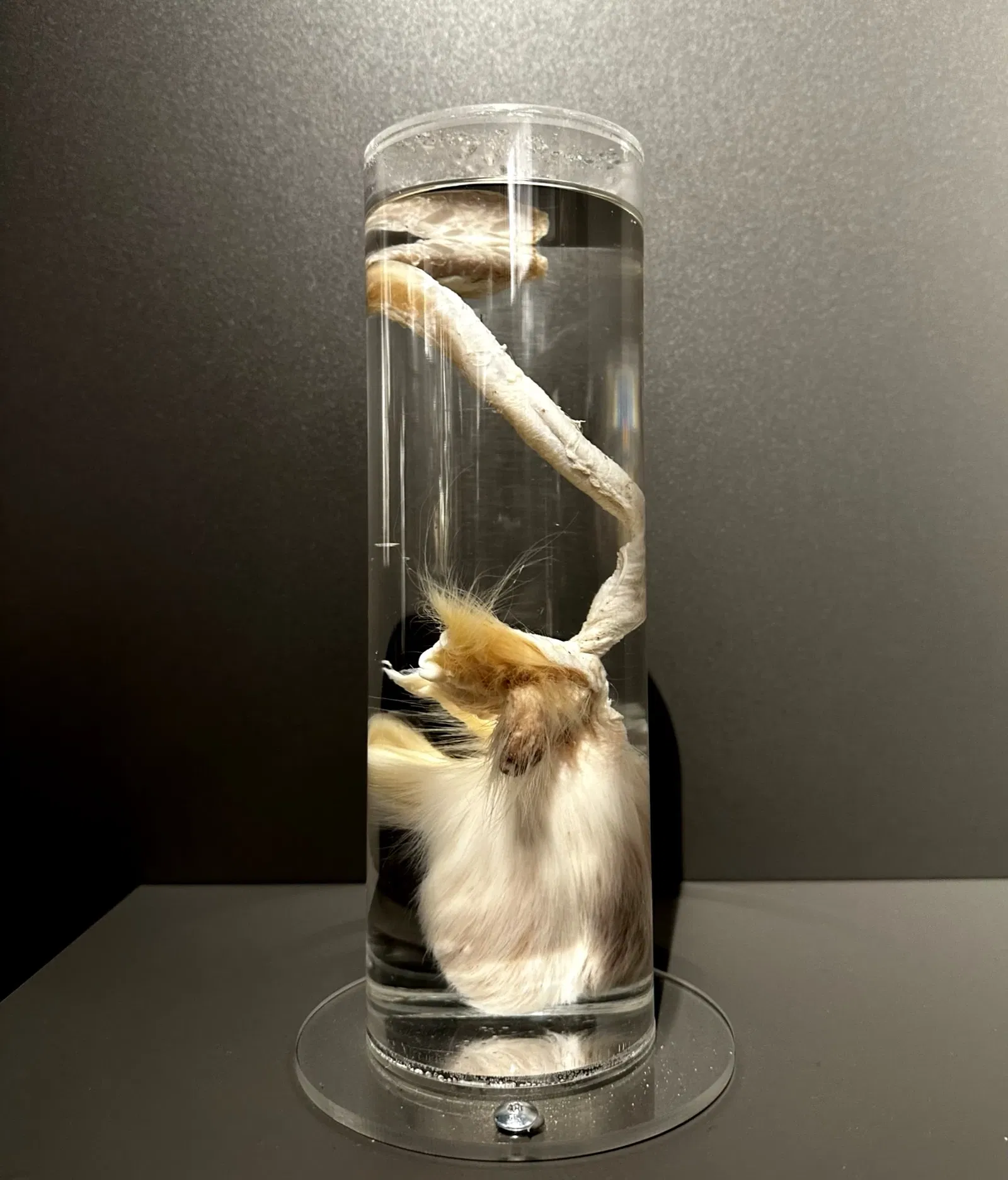 Musée phallologique islandais