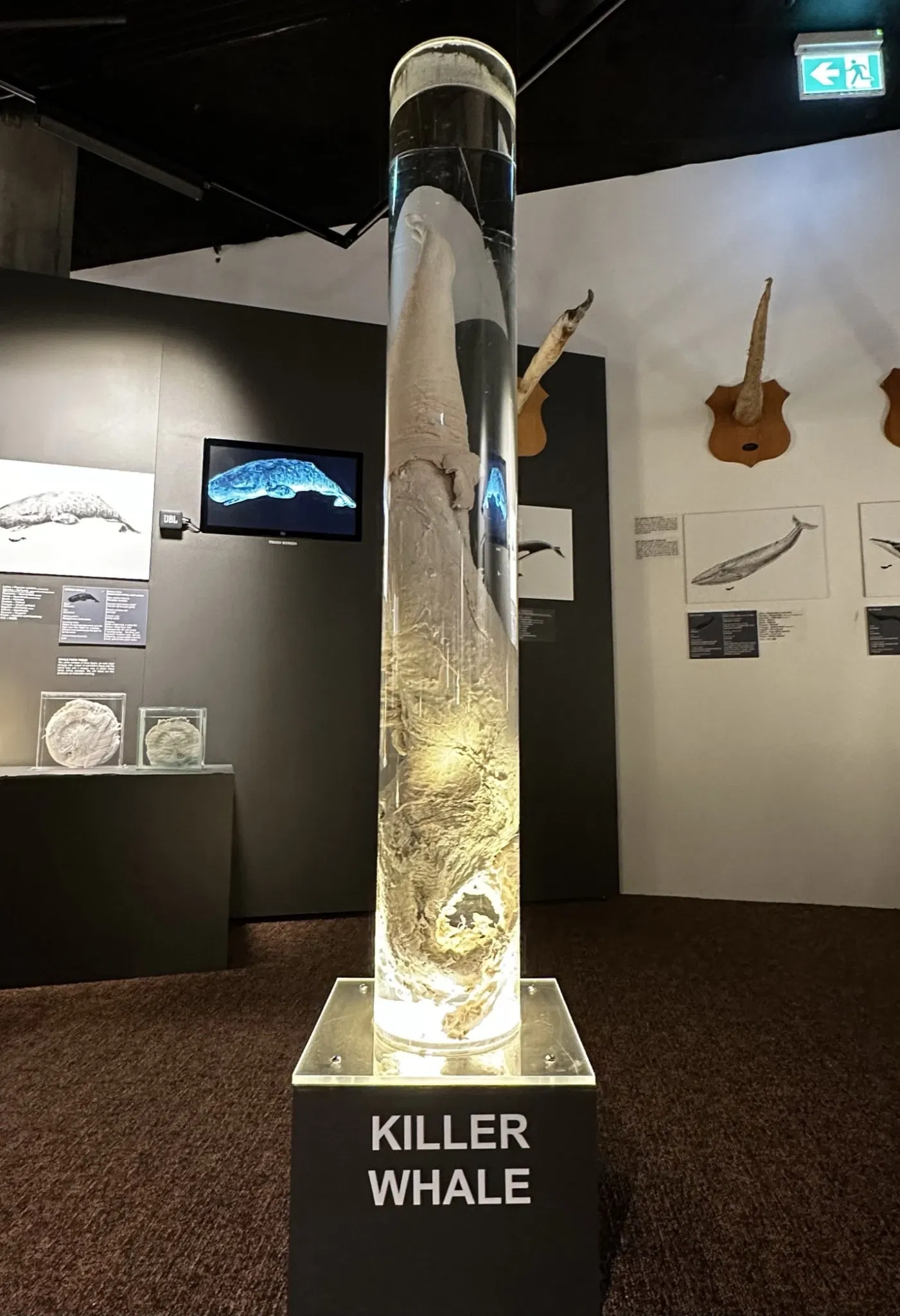 IJslands Fallusmuseum