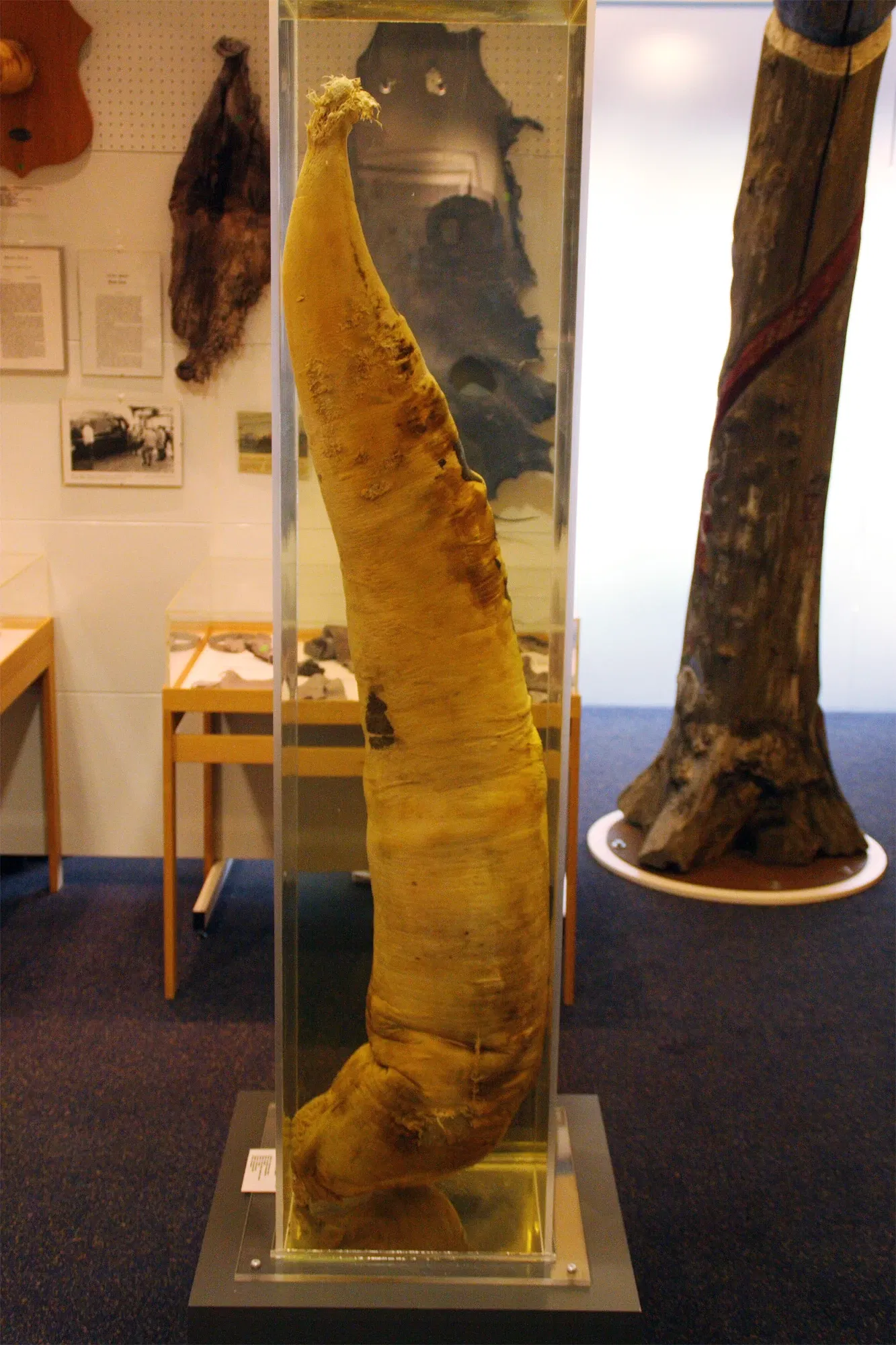 The Icelandic Phallological Museum