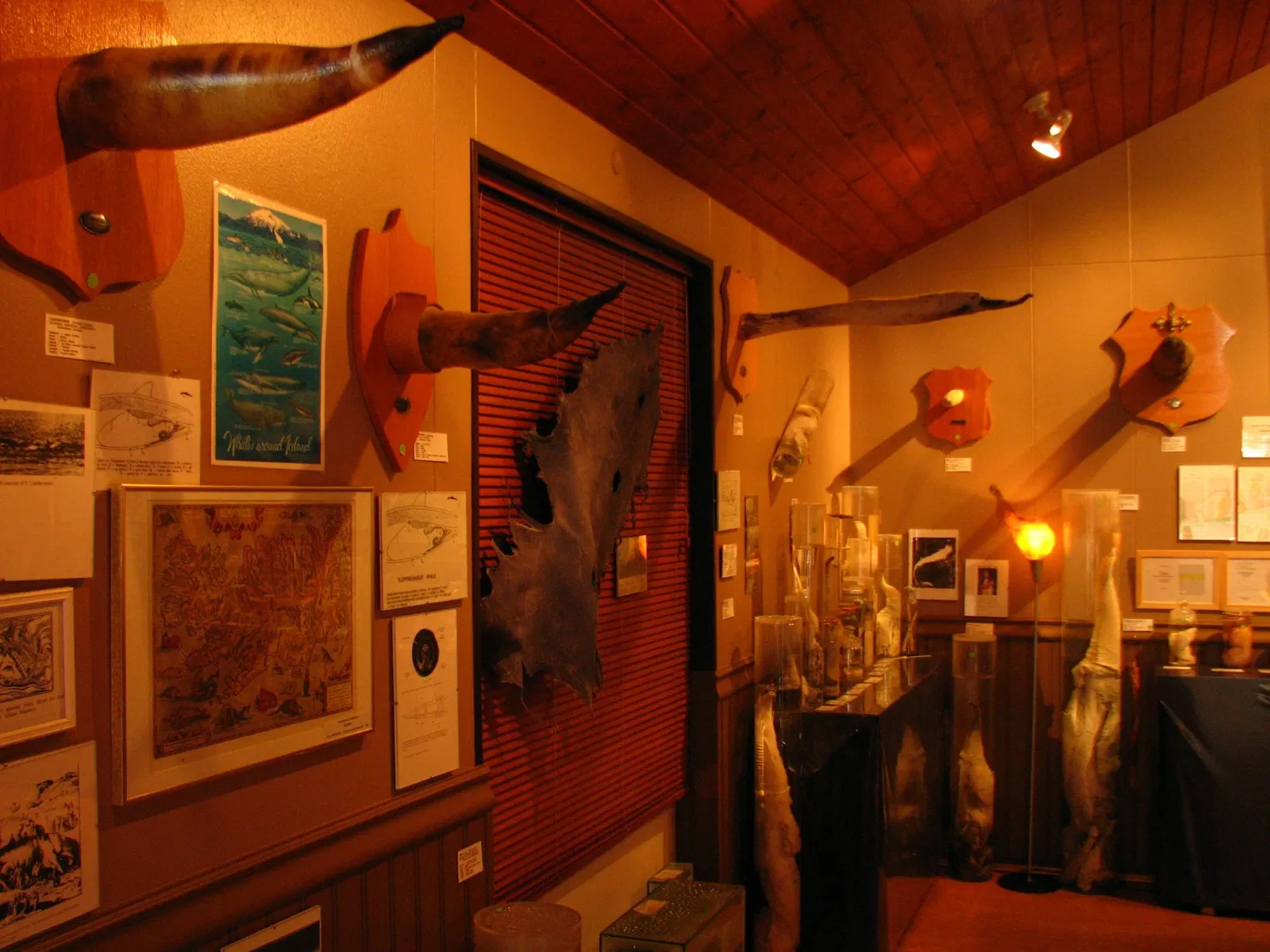 The Icelandic Phallological Museum