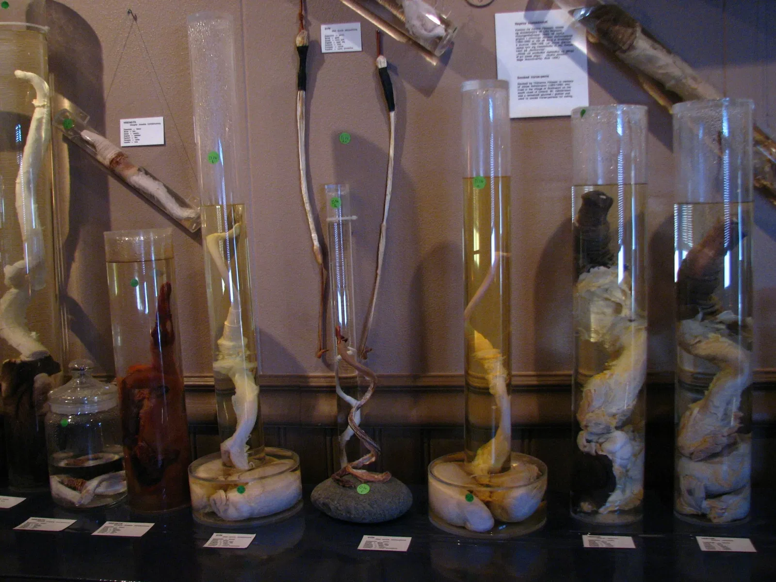 Musée phallologique islandais