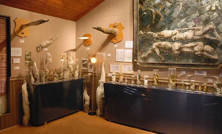 Museo fallologico islandese