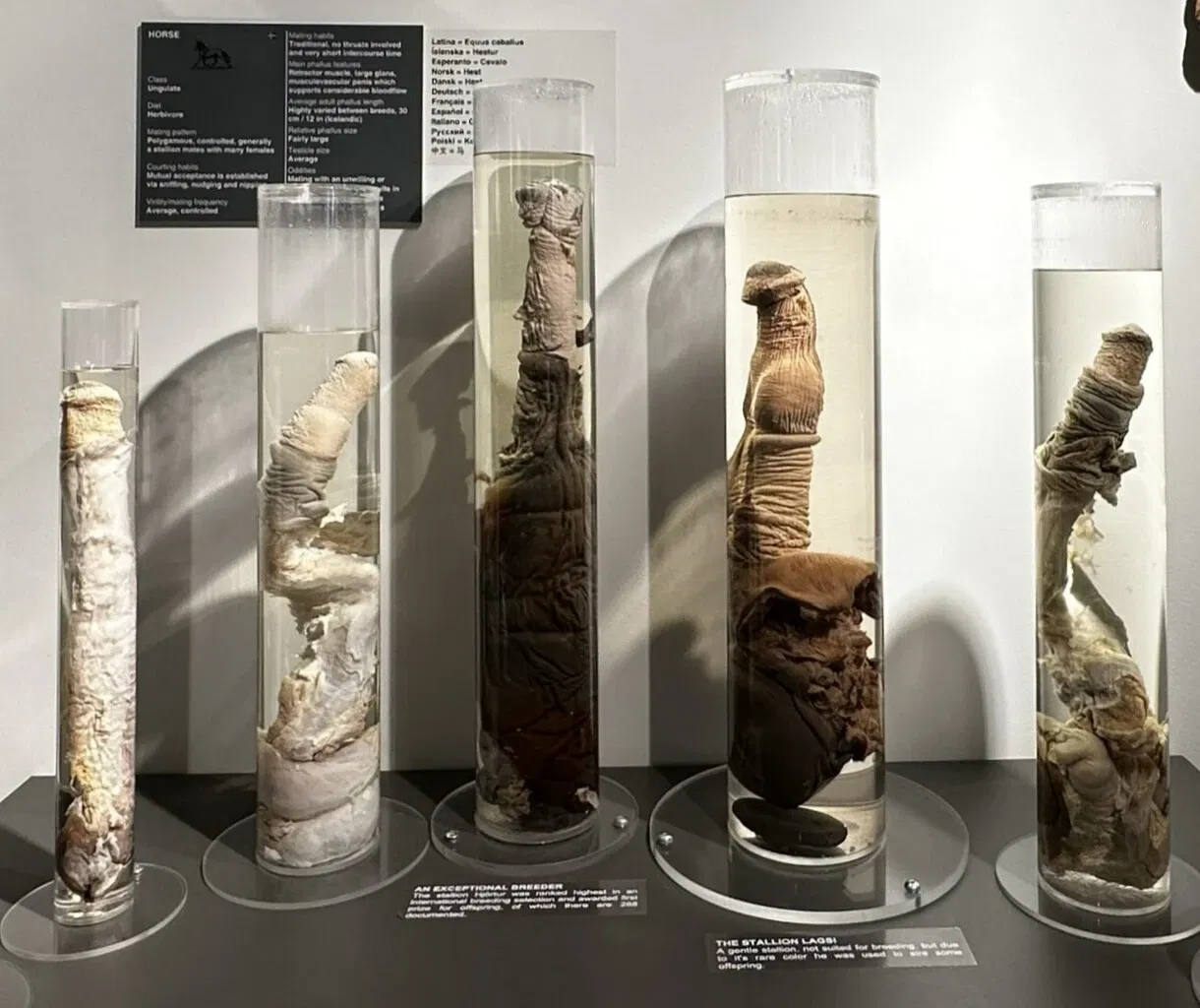 Museo fallologico islandese