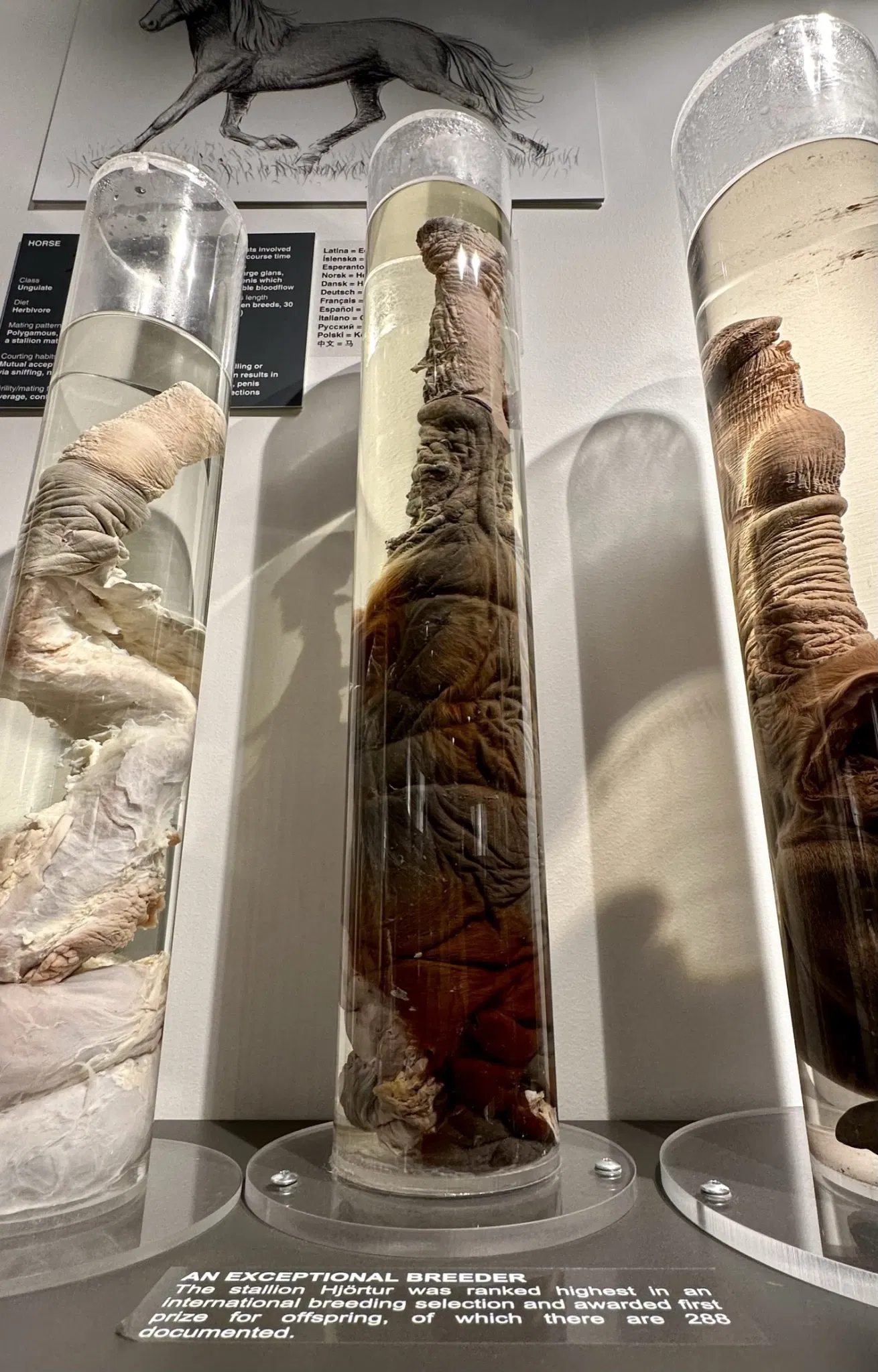 Museo fallologico islandese