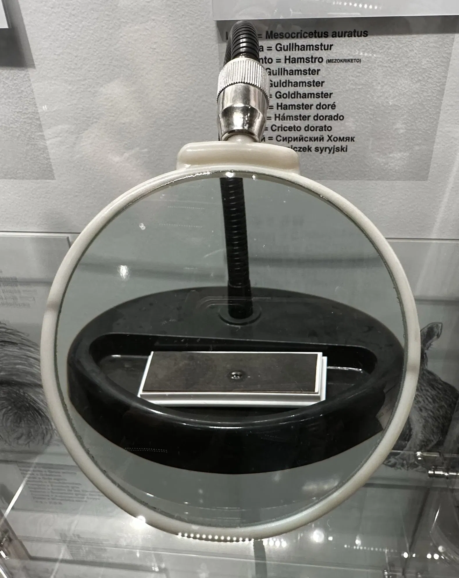 Musée phallologique islandais