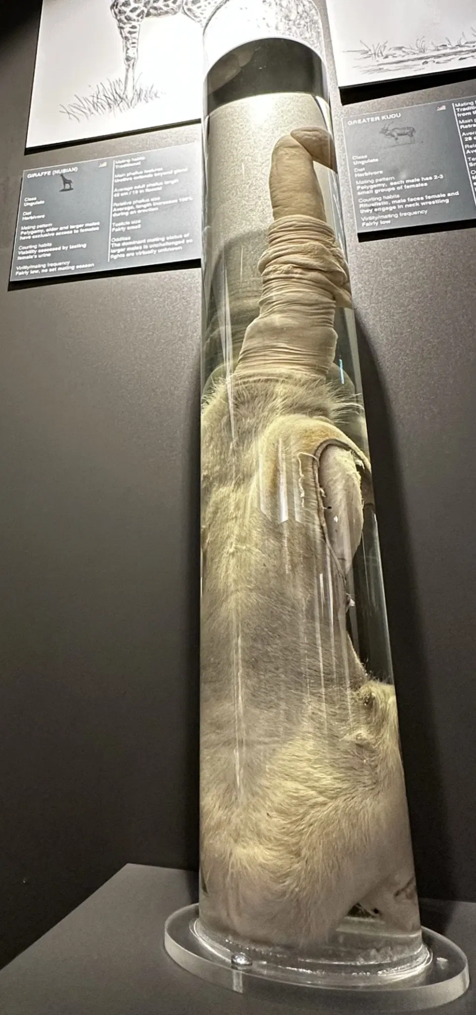 Museo fallologico islandese