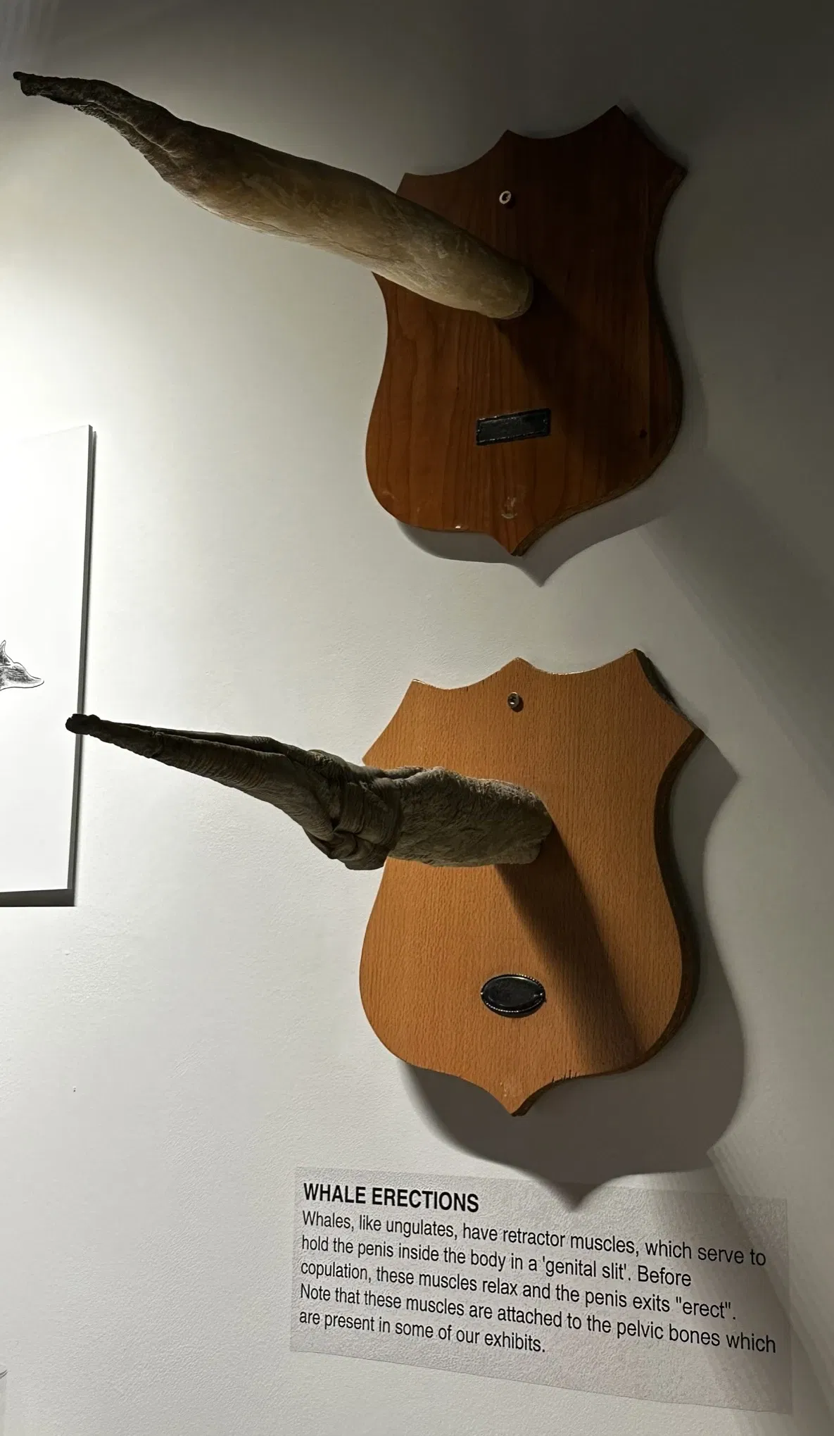 IJslands Fallusmuseum