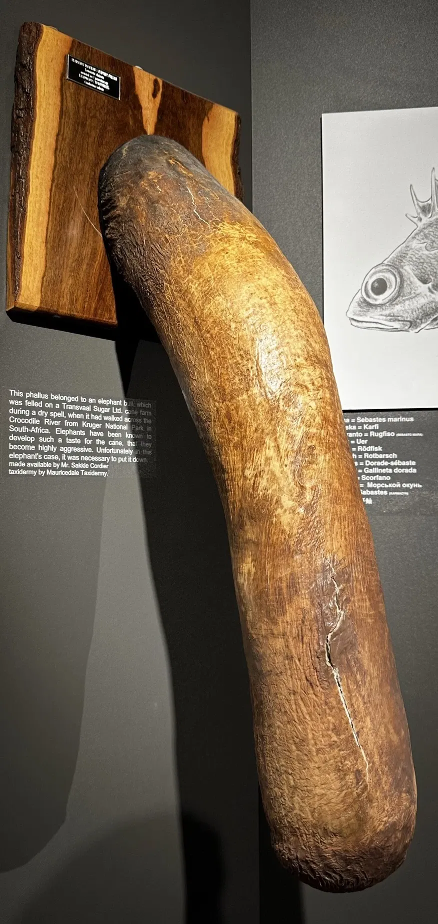 Musée phallologique islandais