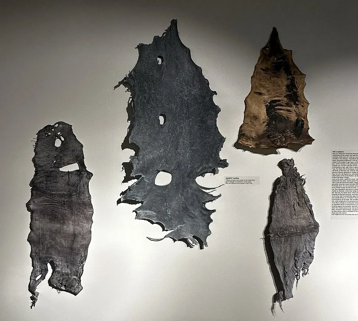 The Icelandic Phallological Museum