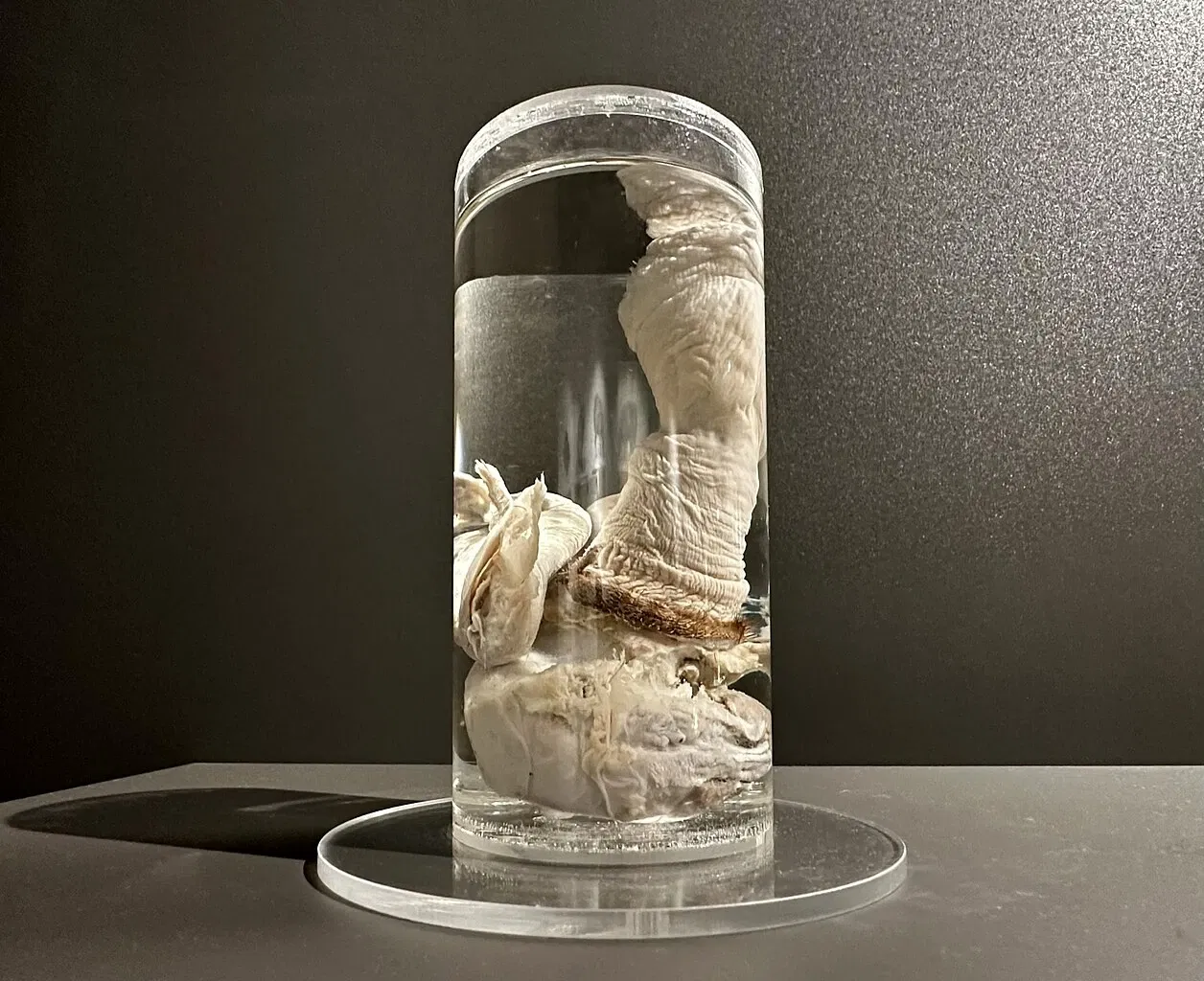 The Icelandic Phallological Museum