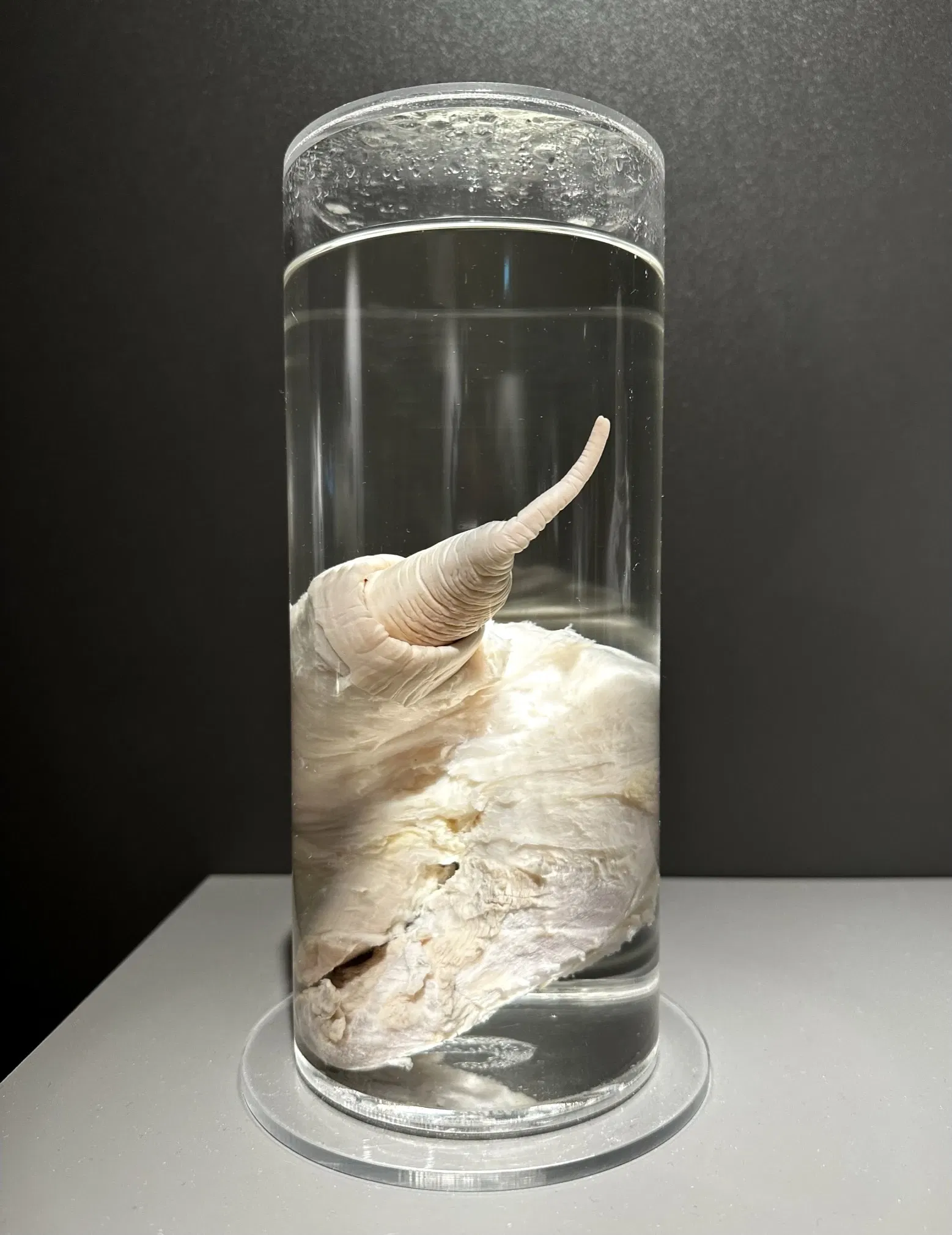 Musée phallologique islandais