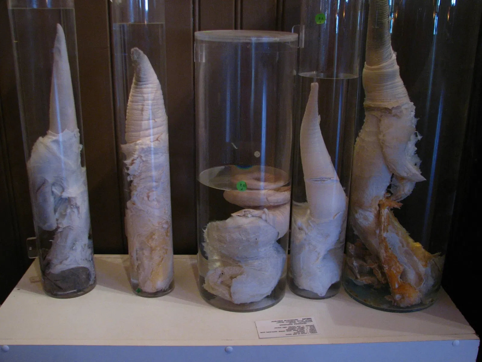 Museo fallologico islandese