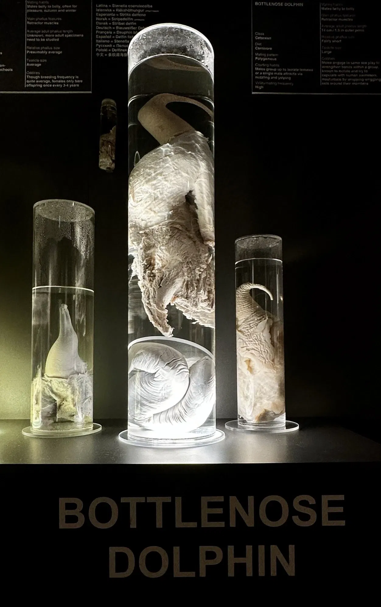 Musée phallologique islandais