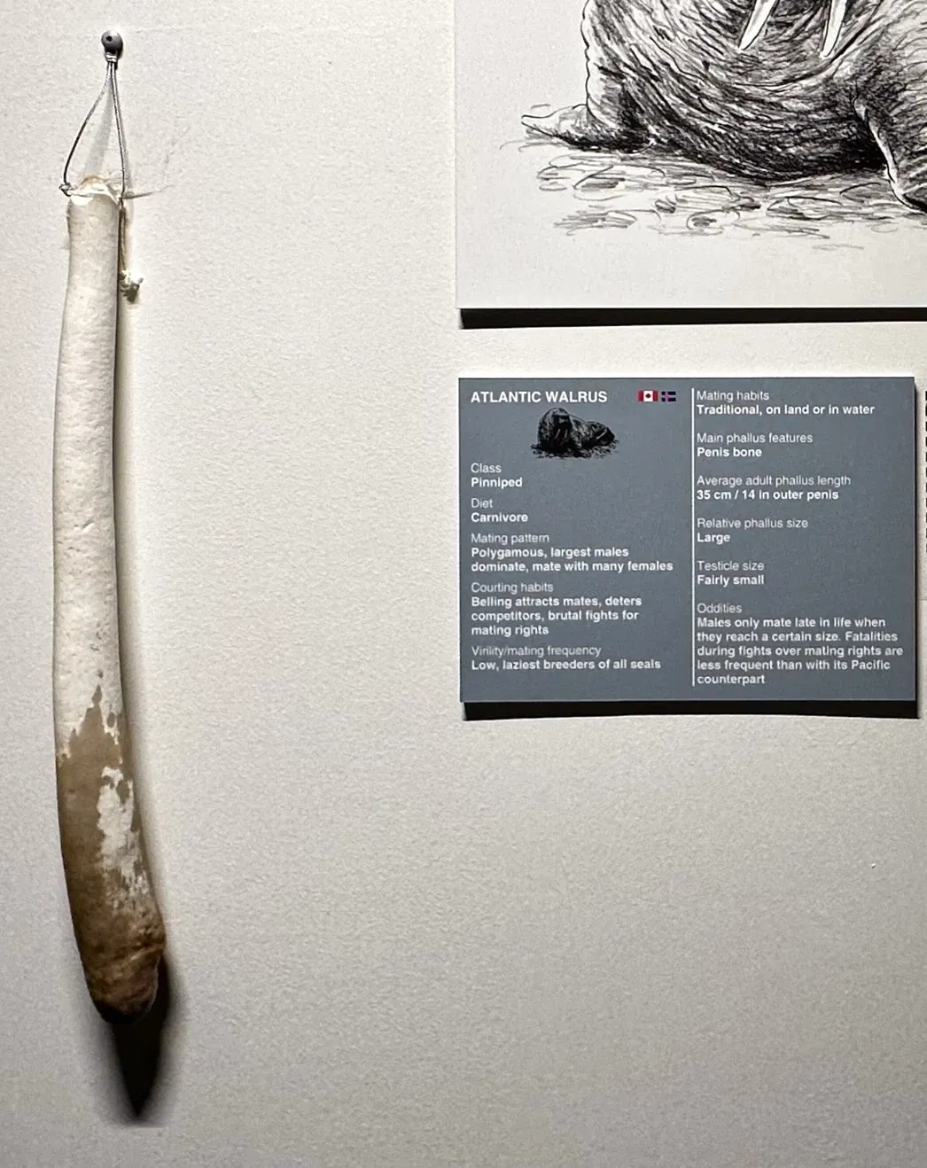 Isländisches Phallusmuseum