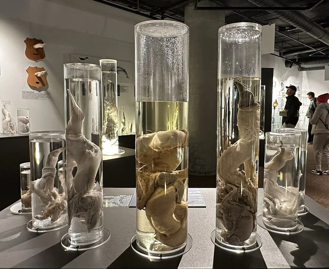 IJslands Fallusmuseum