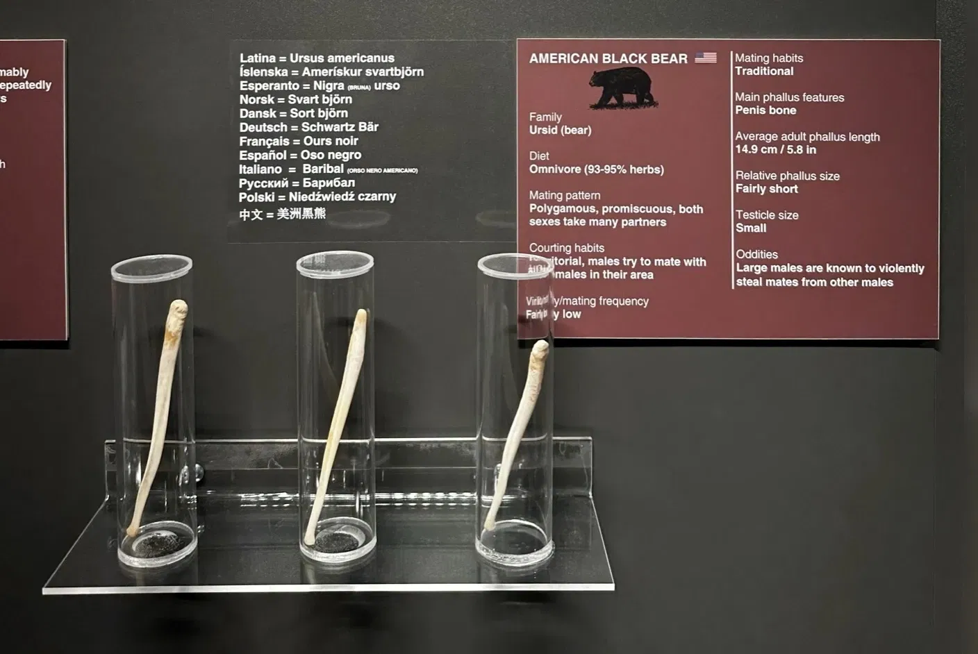 IJslands Fallusmuseum