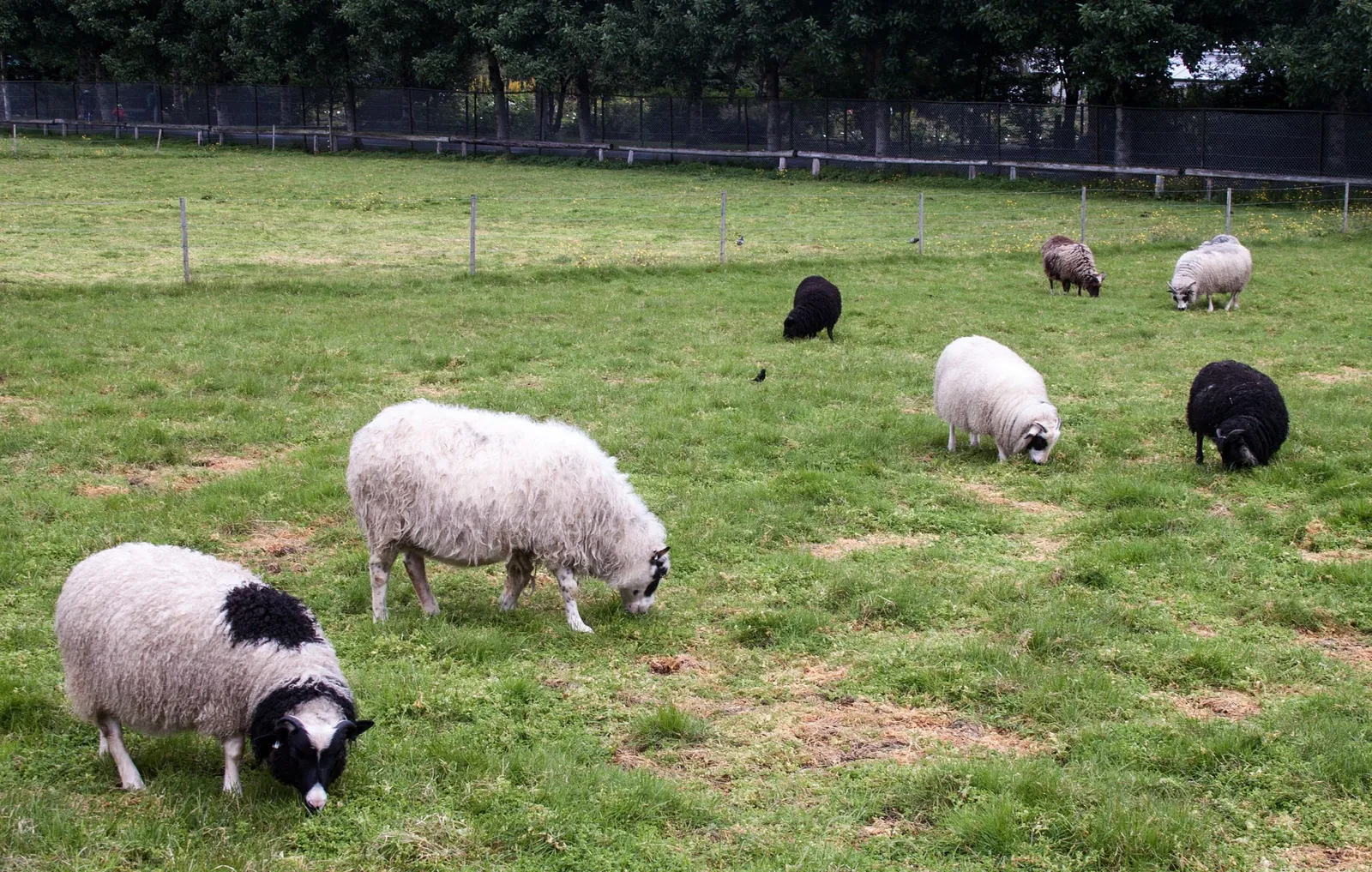 Reykjavik Family Park and Zoo