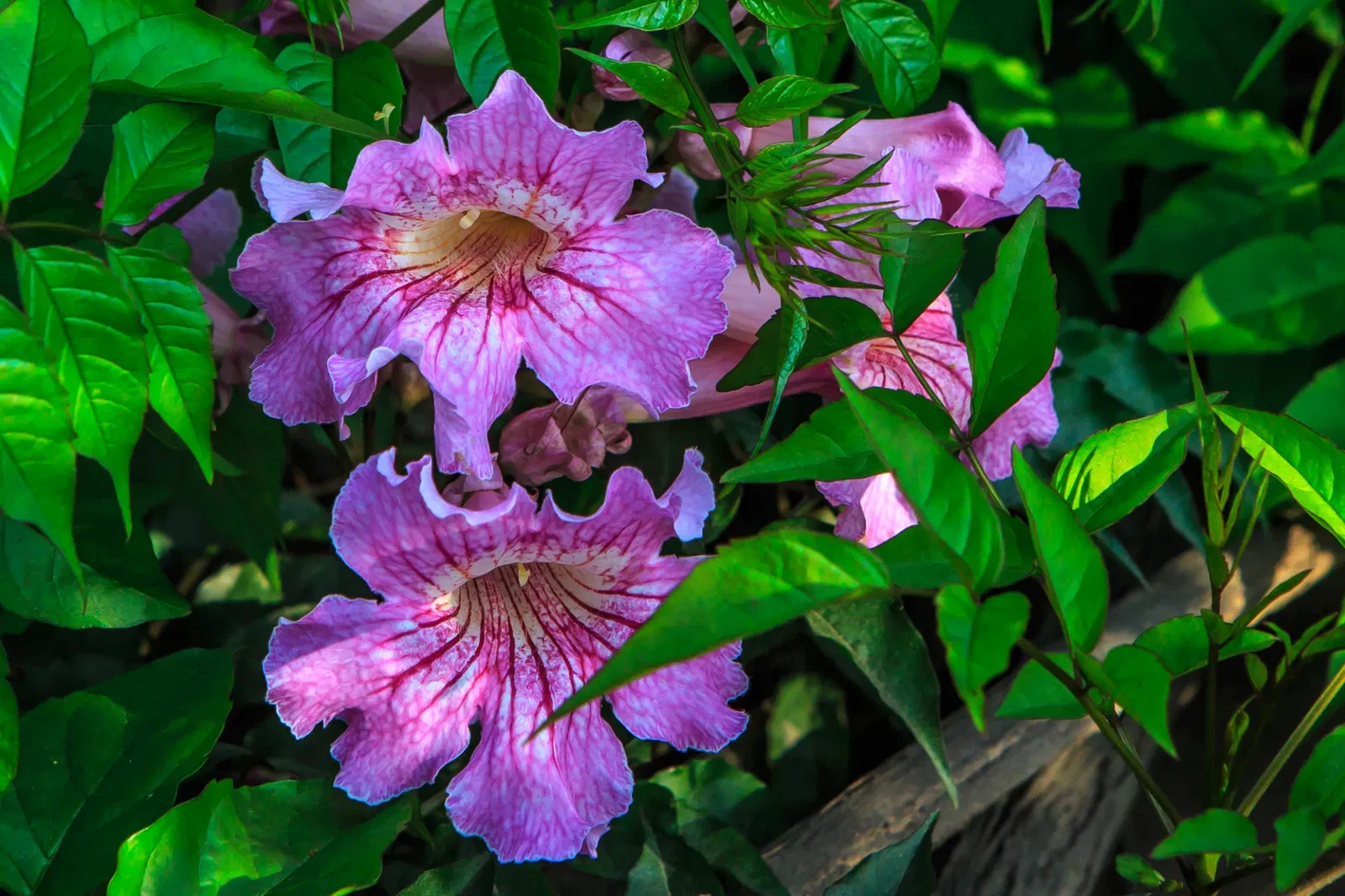 Museo Arqueológico Rafael Larco Herrera