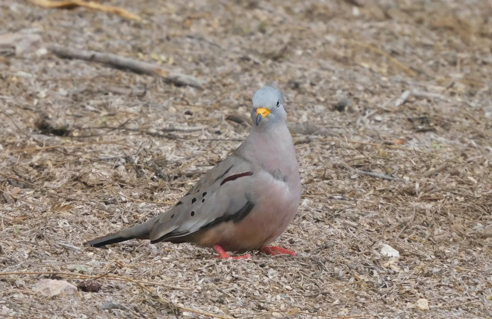 Musée du site de Túcume