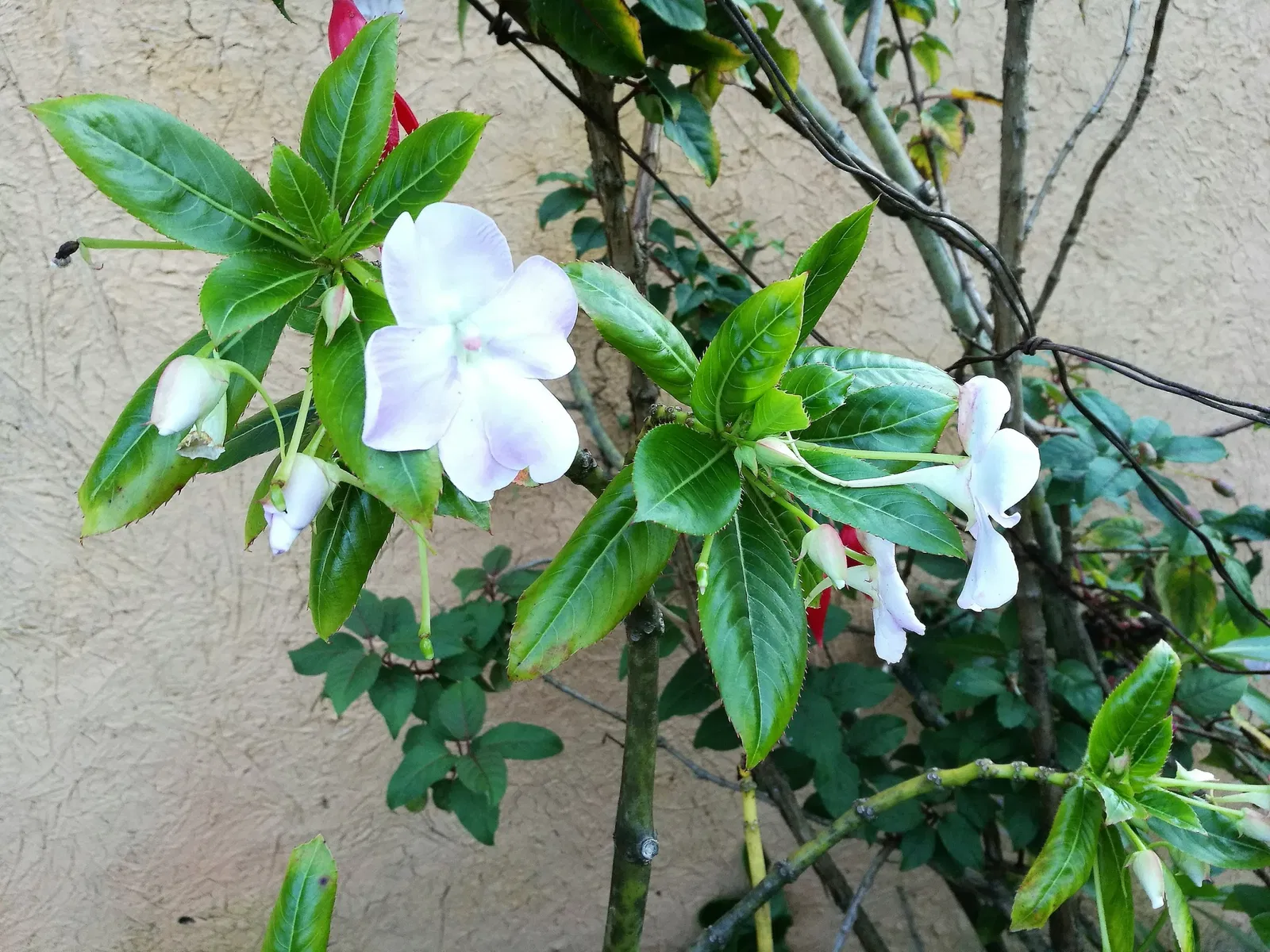 Musée de Leimebamba