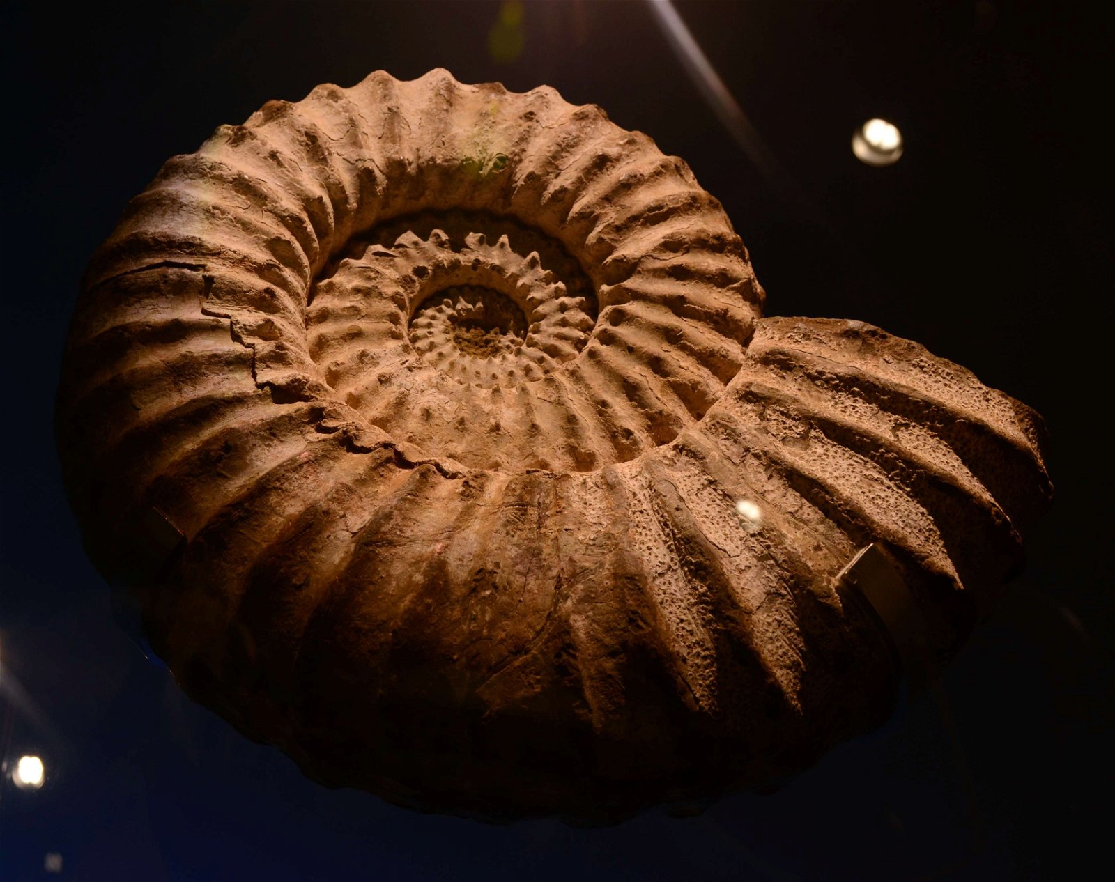 Musée des Confluences