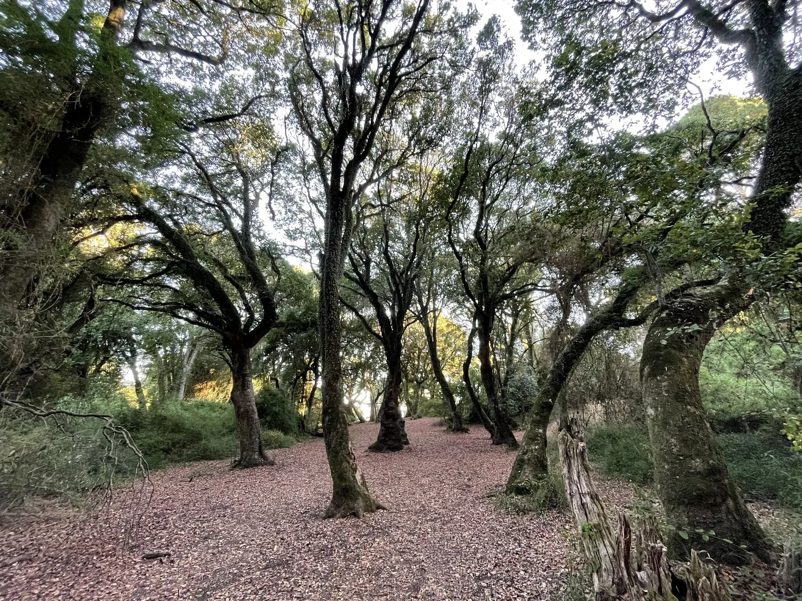 Parque Museo Pedro del Río Zañartu