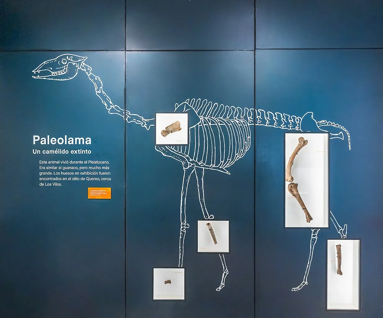 Archaeological Museum of La Serena