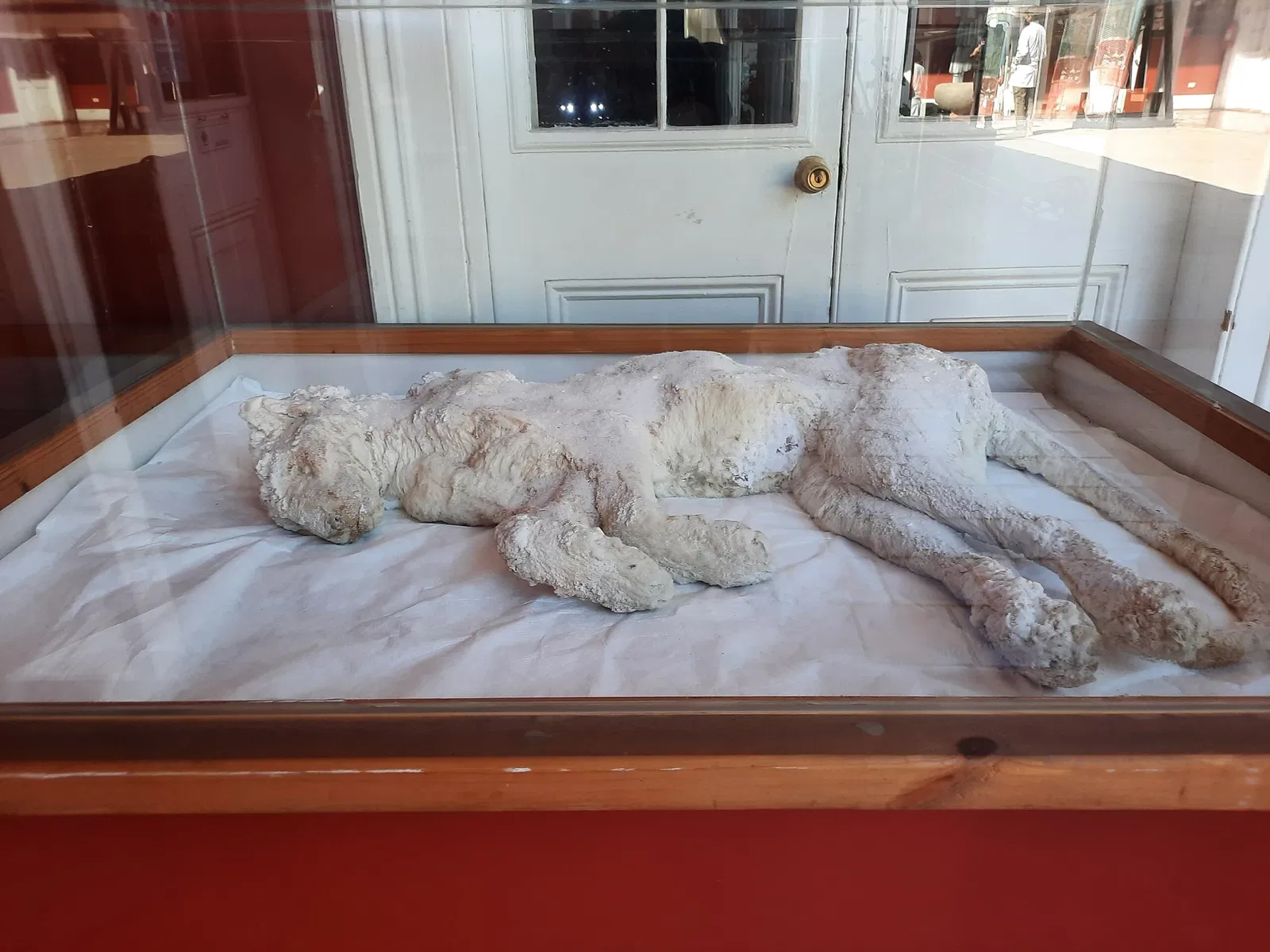 Regional Museum of Atacama