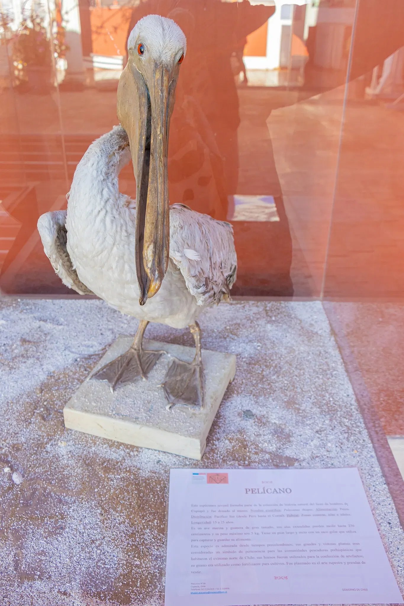 Regional Museum of Atacama