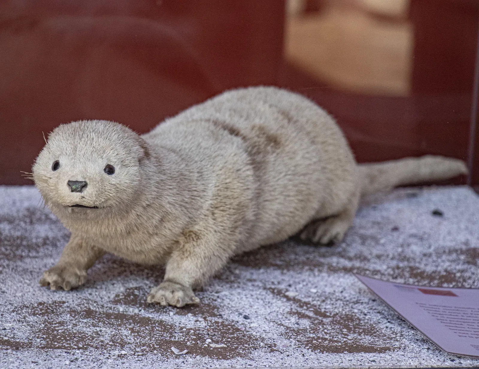 Museo Regional de Atacama