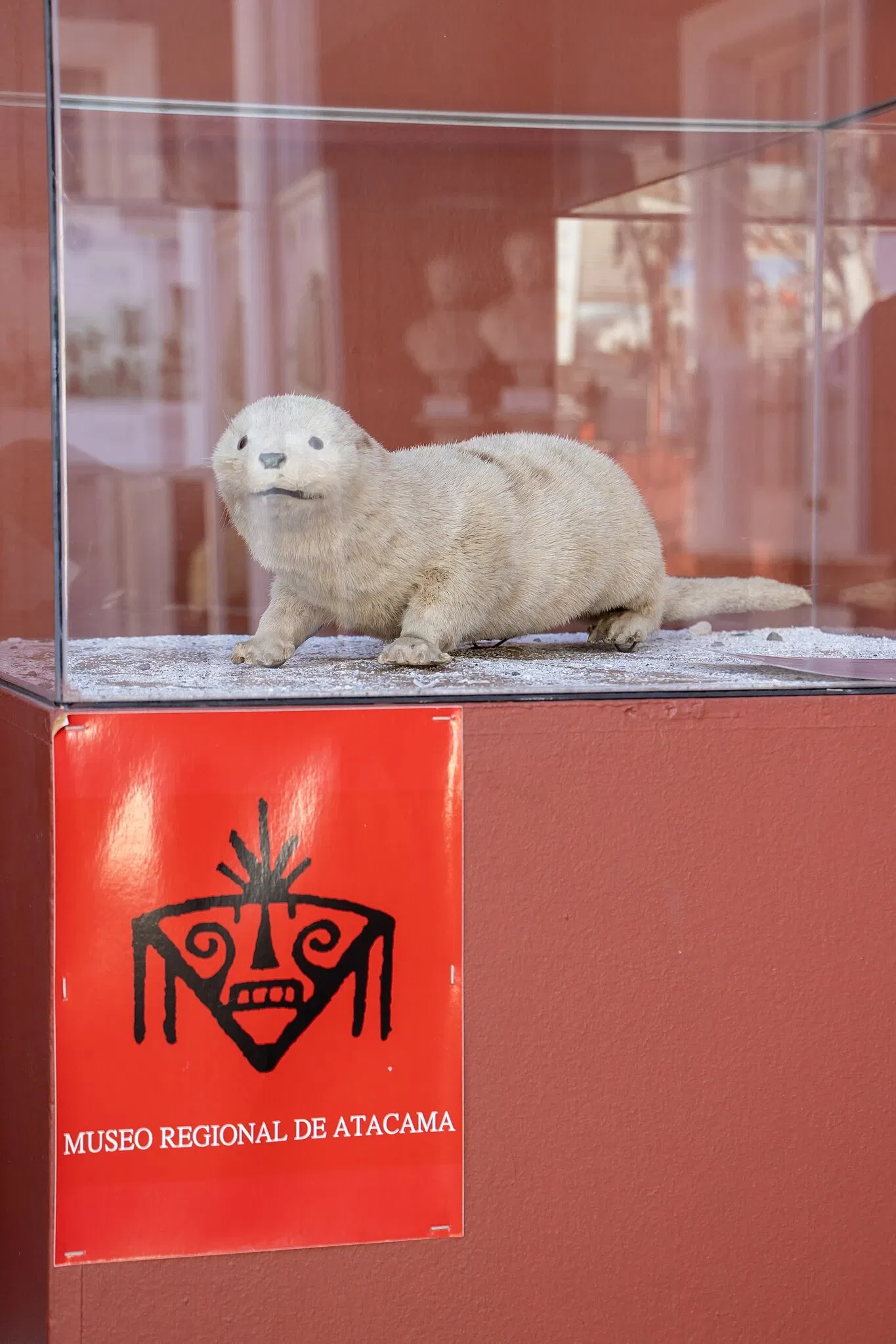 Regional Museum of Atacama