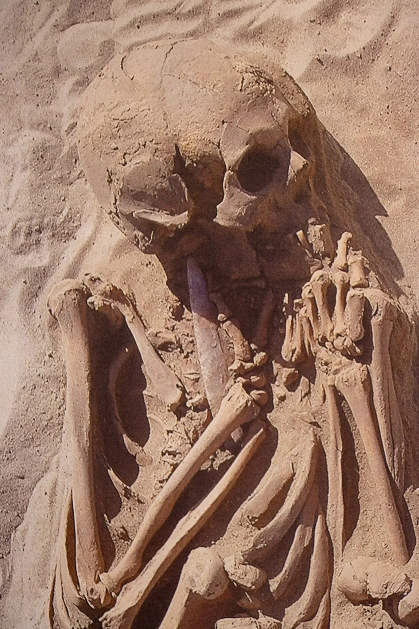 Regional Museum of Atacama