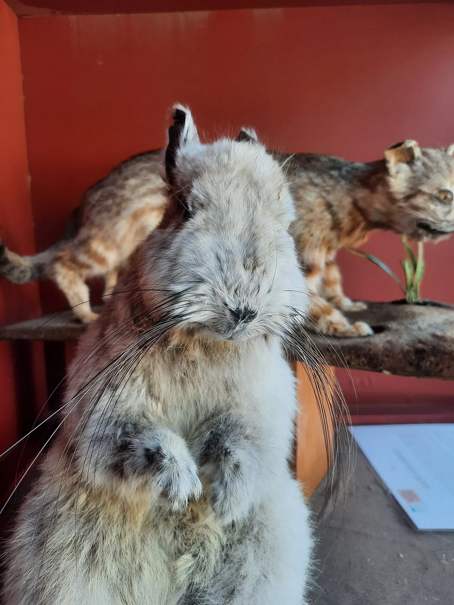 Museo Regional de Atacama