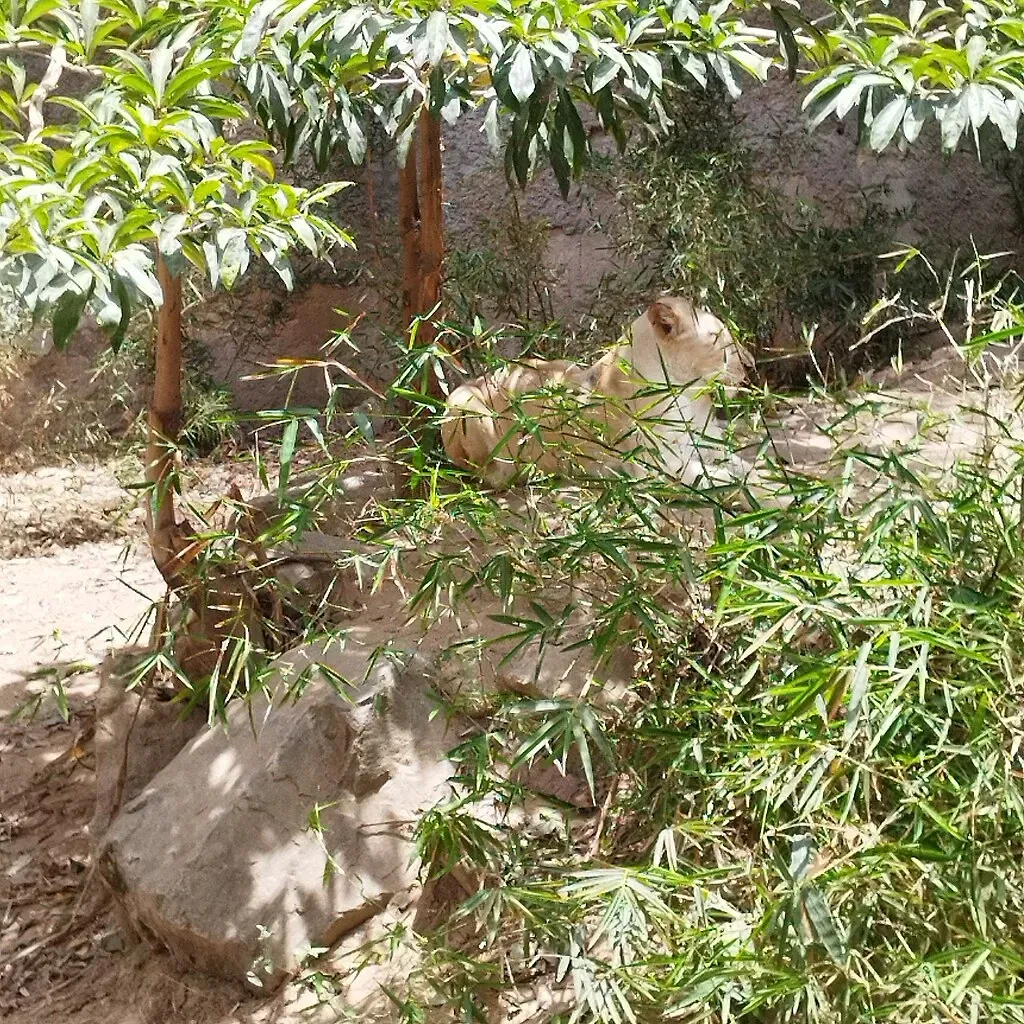 El Pinar Zoo