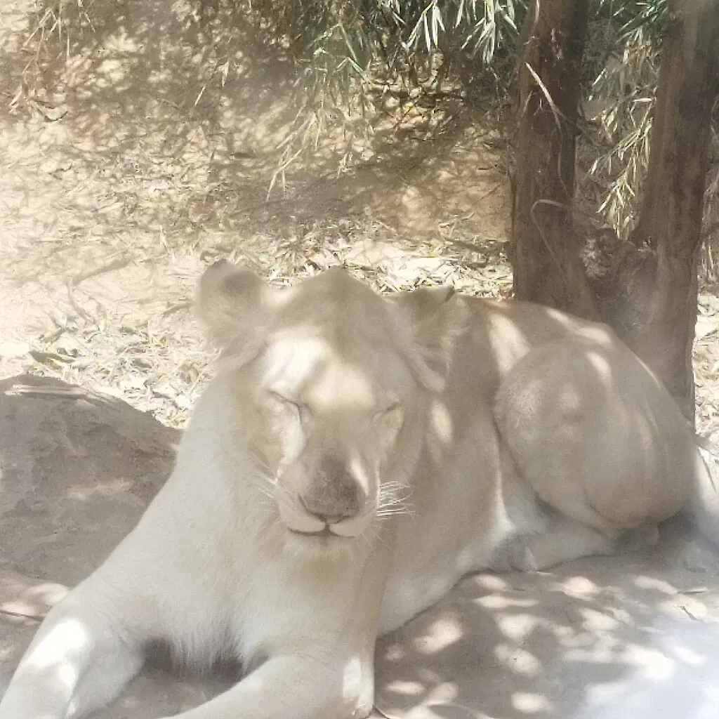 El Pinar Zoo