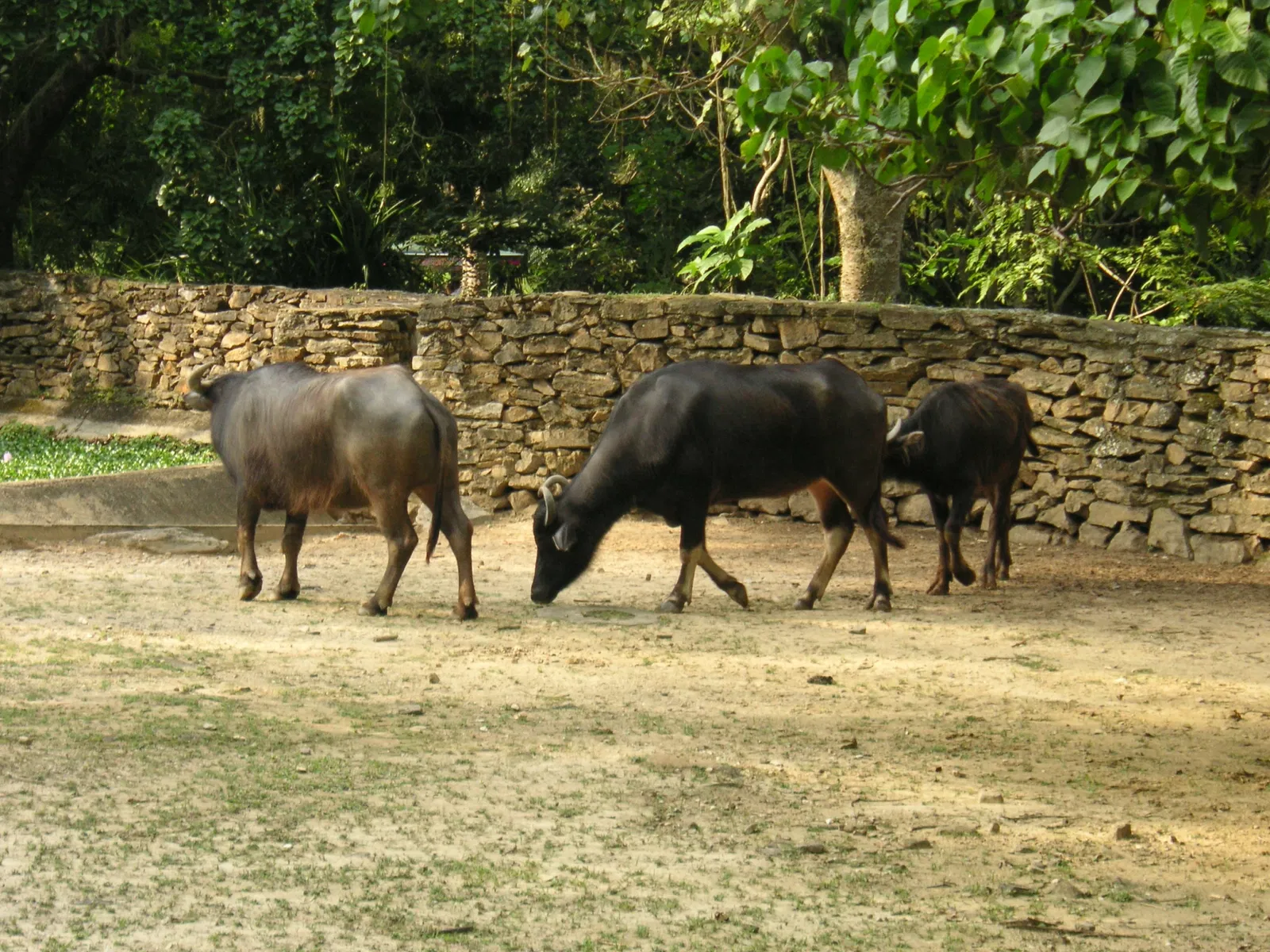 El Pinar Zoo