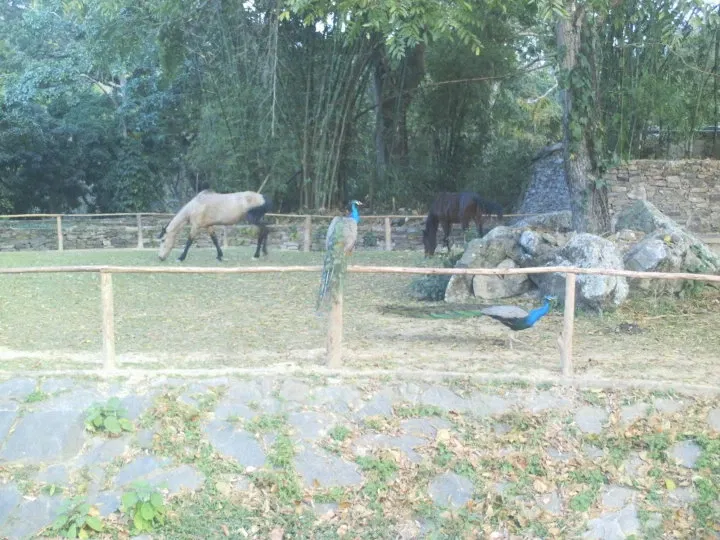 Zoologischer Garten Caricuao