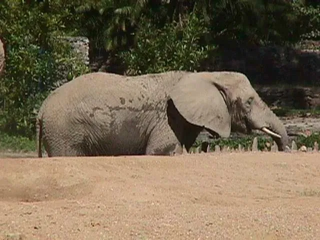 Zoologischer Garten Caricuao