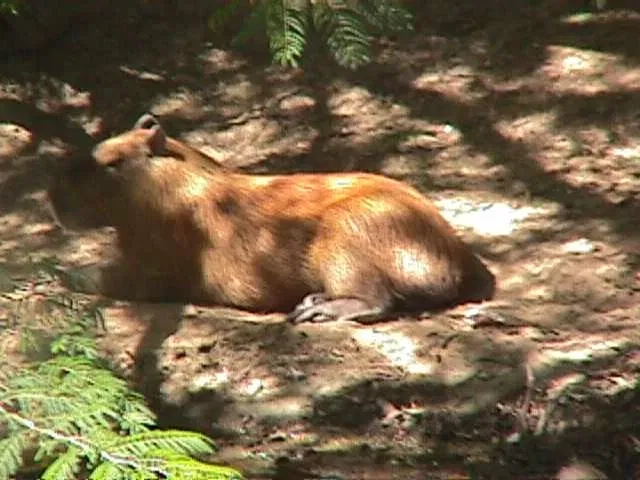 Zoologischer Garten Caricuao