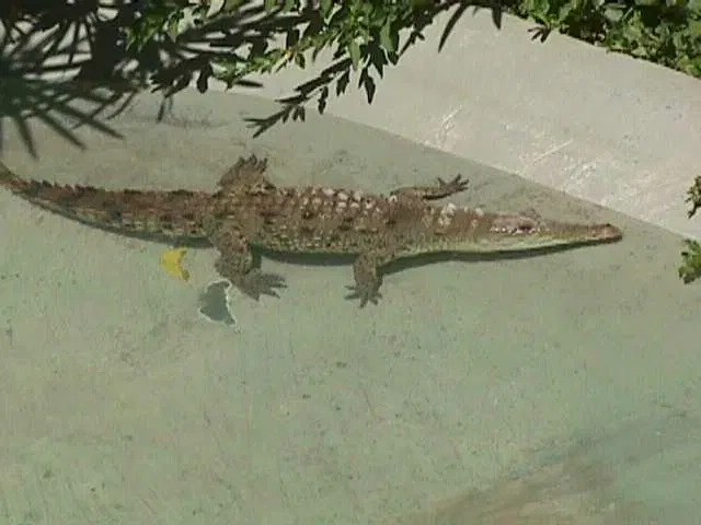 Zoologischer Garten Caricuao